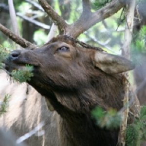 Itchy Antlers!