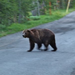 Scarface the old Grizzly on a late evening passage through the camp.