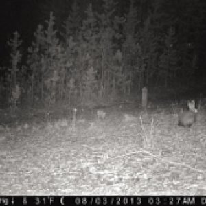 Snowshoe Hare in the safety of the night.