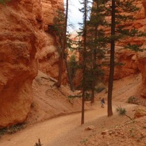 At the bottom of Bryce Canyon.