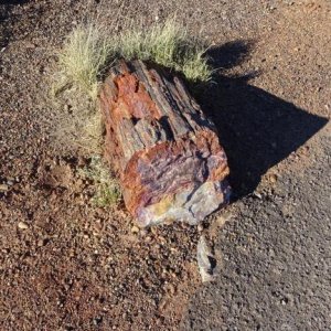 A petrified log in Petrified Forest National Park, Arizona.