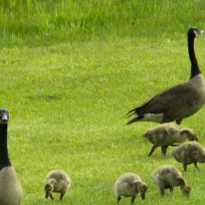 goose poo in you yard is NOT cute