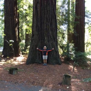 Giant Redwoods