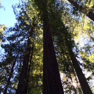 Giant Redwoods