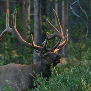 TOO CLOSE: This bull and a side-kick have been hanging around camp for a few weeks. I took the dog out at 5:00 AM and it was dark. With a flashlight I