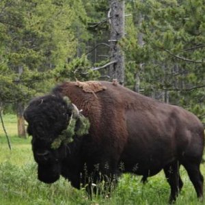 Bert the Buffalo as he prepares to dazzle the ladies in Hayden Valley. He has been missing from camp for almost two weeks and we hope he returns from 