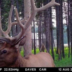 Elk in Camp 2017