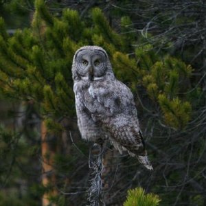 A GREAT GRAY OWL