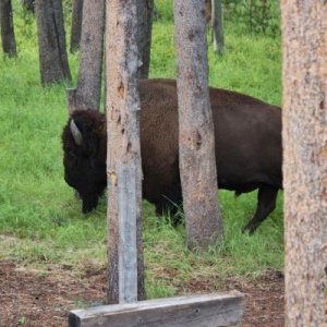 Buffalo in Camp