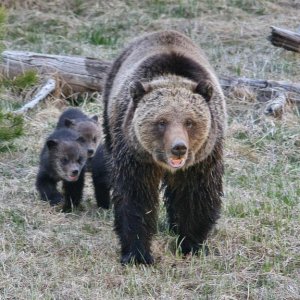 A GRIZ CUB X3 ON GIBBON RV  (10)