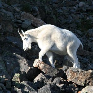 MT GOAT  (28)