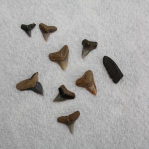 Westmoreland SP 2013 
Fossilized shark teeth from the Potomac River can be found on the beach at Virginia's Westmoreland State Park.