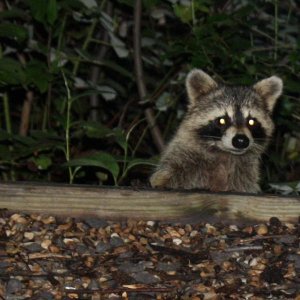 A campsite visitor who has become too accustomed to people. We need to keep the wildlife wild.