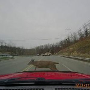 Deer Running In Front Of Car  2013/12/02