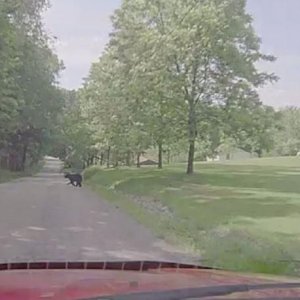 A Bear caught on dash cam as it crosses the road