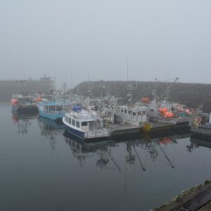 Fog over Brier Island Harbour