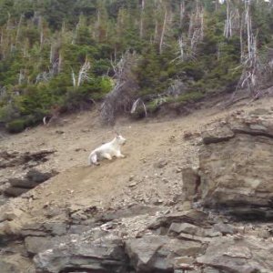 8-12-2014 -  Common sighting on Logan's Pass.  All the same, you'd be a little bummed out if you didn't see a mountain goat.