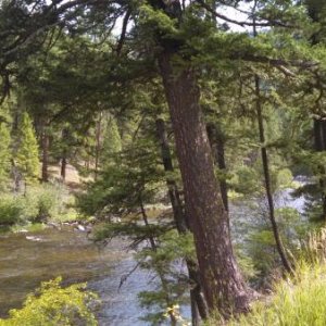 Rock Creek from the Dalles Campground