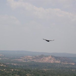 Turkey Vulture.