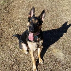 Kimber 1 year old German Shepherd