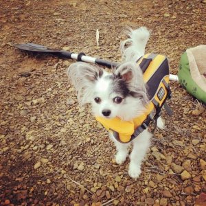 Skippy in his life jacket