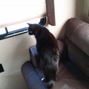 Our kitty checking things out while I loaded the groceries.