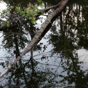 Trees across the fishing pond.