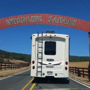 Wildlife safari in Winston, or
  Animals roam free