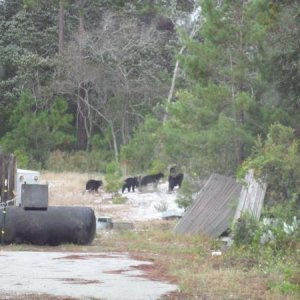 Count 'em.  Yep, momma bear and 3 cubs Fl black bear.  2:21 PM EST Oct. 27, 2015.  Behind 2 Brothers Restaurant, Carrabelle, FL.