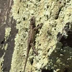 Lots of lizards found along the trails basking in the sun.