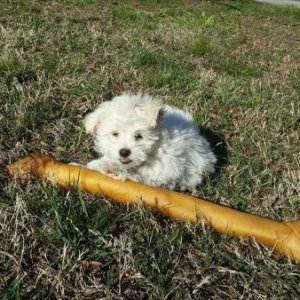 Sammy and his bone.