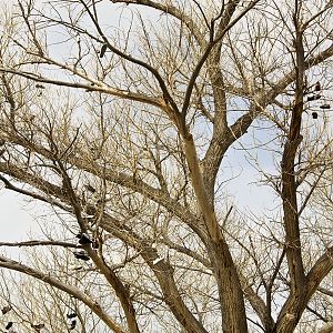 Shoe Tree - The Other Cottonwood