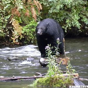 black bear fishing campbell river area