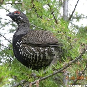 Grouse Bowman Lake area