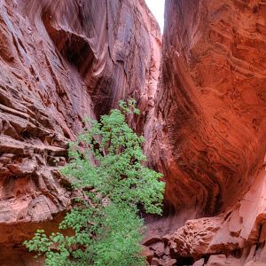 Slot off Long Canyon