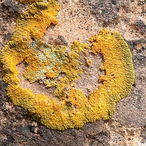 Lichen at Studhorse Peaks Camp