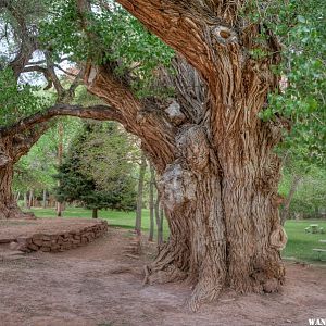 HUGE Gnarly Old Cottonwoods