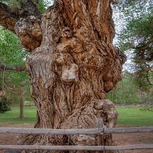 HUGE Gnarly Old Cottonwood