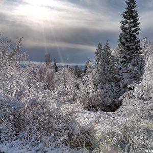 Snowy Morning I