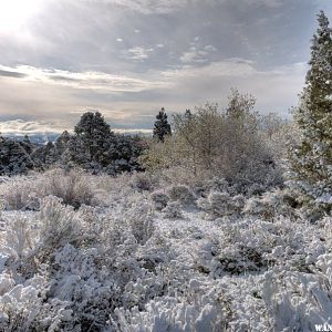 Snowy Morning II