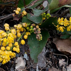 Yellow Flowers I