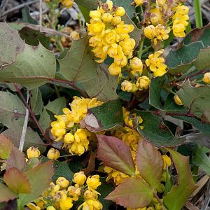 Yellow Flowers II