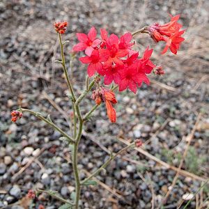 A roadside flower