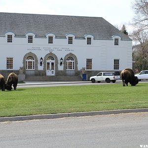 Bison bumping heads in front of the Post Office