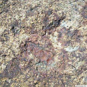 Leaf fossils