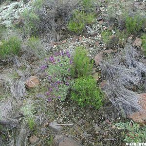 Wild flowers in the Sheep Rock unit.