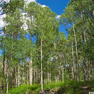 Alta Toquima Wilderness Aspens