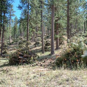 Pine Mountain:  Tree-Thinning Slash Piles