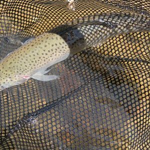 Typical Pocket Water Trout