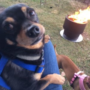 Enjoying a campfire in Western MI.